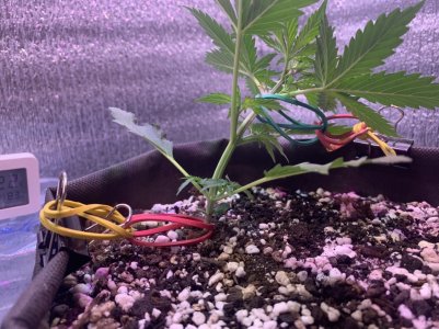 C13A220A-546C-4278-B9AD-D171F70E3828.jpeg C13A220A-546C-4278-B9AD-D171F70E3828.jpeg