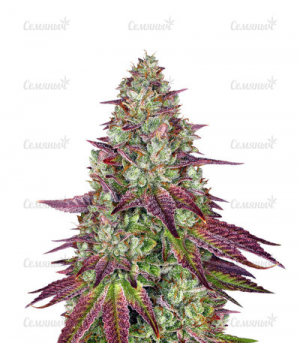 1655293707086.png 1655293707086.png