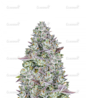 1655293788103.png 1655293788103.png