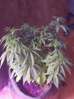 IMG_20220615_150846_077.jpg IMG_20220615_150846_077.jpg