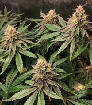 1655295625773.png 1655295625773.png