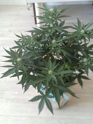 photo_2022-06-17_14-43-40.jpg photo_2022-06-17_14-43-40.jpg