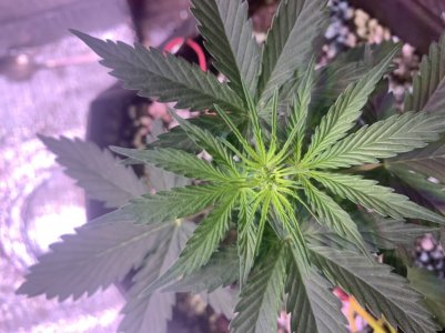 EECFF010-C777-4AE3-9BC6-58CA423A2032.jpeg EECFF010-C777-4AE3-9BC6-58CA423A2032.jpeg