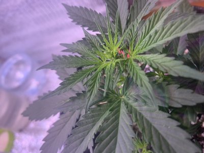 5767B91B-7E8F-4644-B691-06625BA0E81D.jpeg 5767B91B-7E8F-4644-B691-06625BA0E81D.jpeg