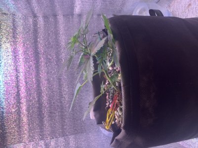 06404E58-576A-44CA-A566-97DC58AAD3DC.jpeg 06404E58-576A-44CA-A566-97DC58AAD3DC.jpeg