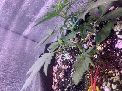 54CE4084-B1F2-497A-9FDB-CF3E8E2DEF36.jpeg 54CE4084-B1F2-497A-9FDB-CF3E8E2DEF36.jpeg