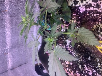 6829F824-7C72-406F-9509-5E5CB3B8FA9F.jpeg 6829F824-7C72-406F-9509-5E5CB3B8FA9F.jpeg