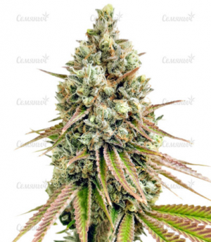 1655586692651.png 1655586692651.png