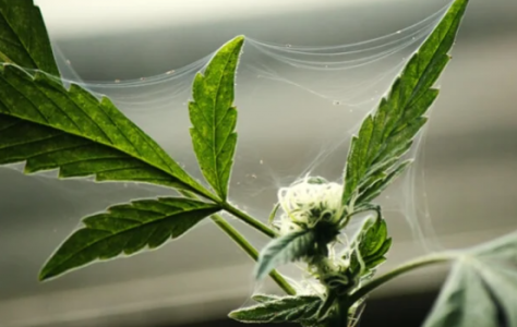 1655586780467.png 1655586780467.png