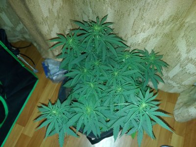 IMG_20220619_002348_253.jpg IMG_20220619_002348_253.jpg