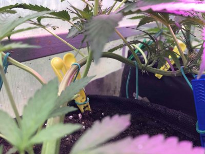 586AA422-FF74-4F39-822C-BD48C4E0FF3F.jpeg 586AA422-FF74-4F39-822C-BD48C4E0FF3F.jpeg