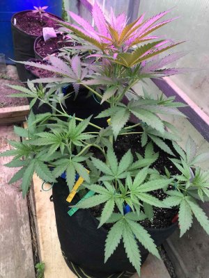 49795AF8-9369-49ED-A779-8011A7411B66.jpeg 49795AF8-9369-49ED-A779-8011A7411B66.jpeg