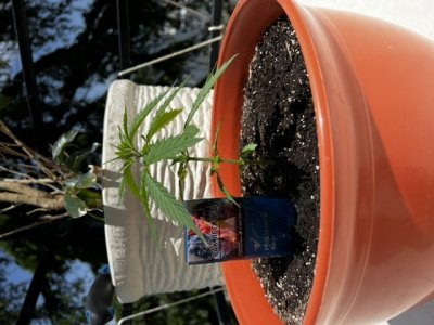 6E6C059B-3416-495D-8777-64B0BBD0558E.jpeg 6E6C059B-3416-495D-8777-64B0BBD0558E.jpeg