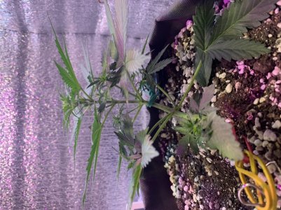 40772590-0B86-4354-BFBA-D51310F2A019.jpeg 40772590-0B86-4354-BFBA-D51310F2A019.jpeg