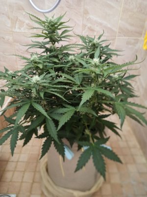 photo_2022-06-21_11-22-35.jpg photo_2022-06-21_11-22-35.jpg