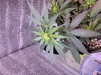 F1B083ED-4160-49F7-80BF-F04518FD873E.jpeg F1B083ED-4160-49F7-80BF-F04518FD873E.jpeg