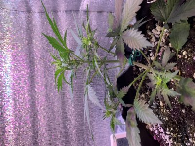 D9057F2C-5F46-49D1-87B3-2CD79A059F24.jpeg D9057F2C-5F46-49D1-87B3-2CD79A059F24.jpeg