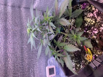 48E47993-1907-4091-857B-1025A93DF83B.jpeg 48E47993-1907-4091-857B-1025A93DF83B.jpeg