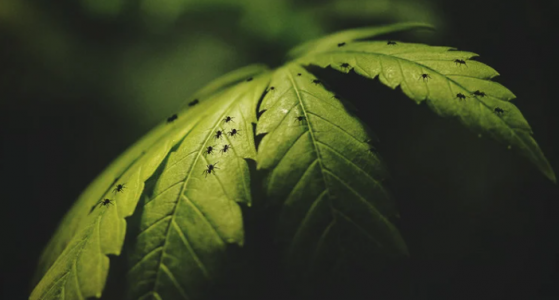 1656101974828.png 1656101974828.png