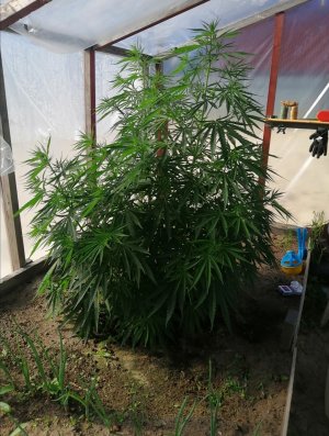 Screenshot_20220625_133735.jpg Screenshot_20220625_133735.jpg