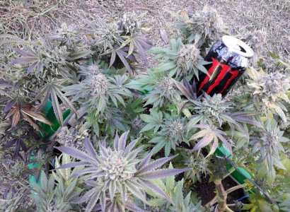 gorilla-glue-4-fem-anesia-seeds__PkjOC3nM2OufXii2.jpg gorilla-glue-4-fem-anesia-seeds__PkjOC3nM2OufXii2.jpg