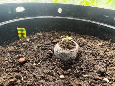 04215CB6-BF0F-4ABC-AC9A-81CB6601CFF4.jpeg 04215CB6-BF0F-4ABC-AC9A-81CB6601CFF4.jpeg