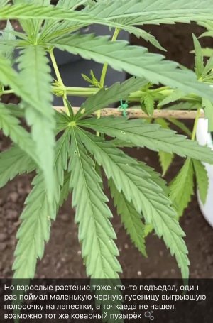 C6E6EFE1-7949-4CF8-92BF-4235E19AB235.jpeg C6E6EFE1-7949-4CF8-92BF-4235E19AB235.jpeg