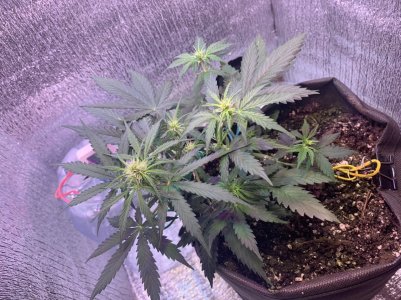 FAB7AA18-E355-46A0-B47C-0ACE3F6F59CE.jpeg FAB7AA18-E355-46A0-B47C-0ACE3F6F59CE.jpeg