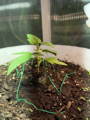 12C1769C-3E7B-42B7-B88A-E9C2C5767354.jpeg 12C1769C-3E7B-42B7-B88A-E9C2C5767354.jpeg