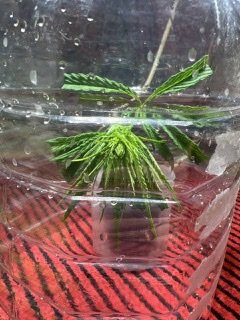 D33F10E7-5C90-4831-836B-DEB44D5169D5.jpeg D33F10E7-5C90-4831-836B-DEB44D5169D5.jpeg