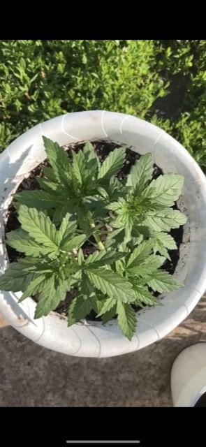 150D33B3-F635-484F-B0E4-BECD69DE9D46.jpg 150D33B3-F635-484F-B0E4-BECD69DE9D46.jpg