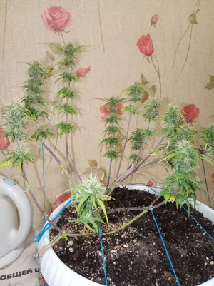 1656253016313.png 1656253016313.png