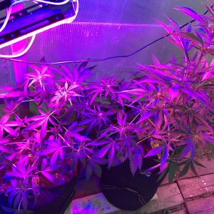 A88AA255-C73E-475C-A345-EC5561EC6E93.jpeg A88AA255-C73E-475C-A345-EC5561EC6E93.jpeg