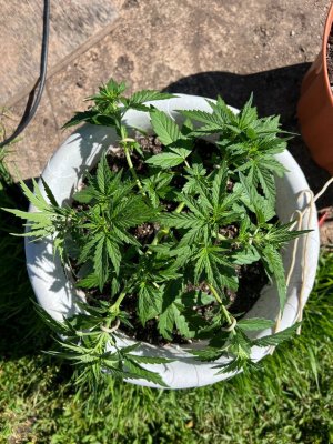 A3AF2FCE-4940-48CB-9C28-A9A3964AAAF8.jpeg A3AF2FCE-4940-48CB-9C28-A9A3964AAAF8.jpeg