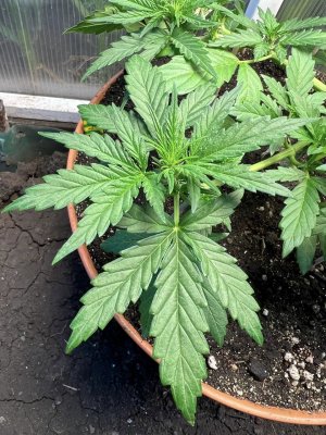 069E8B77-7E3B-4504-850D-70C77F0885F2.jpeg 069E8B77-7E3B-4504-850D-70C77F0885F2.jpeg