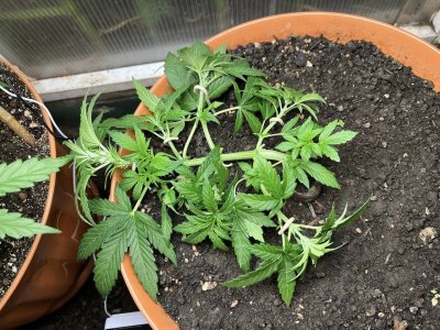 BA27D02C-6BC2-4C29-BD94-A0C00C6FB2C9.jpeg BA27D02C-6BC2-4C29-BD94-A0C00C6FB2C9.jpeg