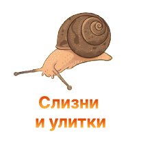 Защита конопли от слизней и улиток