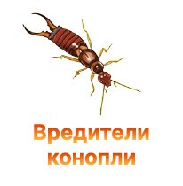 Вредители конопли Вредители конопли