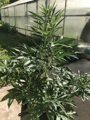 ED73FD85-FF6D-4EFC-87B6-7C11F1514FB8.jpeg ED73FD85-FF6D-4EFC-87B6-7C11F1514FB8.jpeg