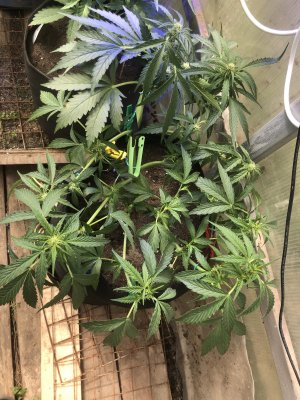 9C64B155-3D94-41D8-AD71-B034CB686E99.jpeg 9C64B155-3D94-41D8-AD71-B034CB686E99.jpeg