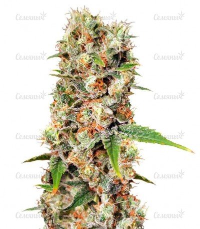 sort_Missing_In_Barcelona.jpg sort_Missing_In_Barcelona.jpg