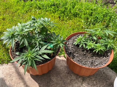 535E3C73-DC0E-4451-B208-EF2E4278CFF1.jpeg 535E3C73-DC0E-4451-B208-EF2E4278CFF1.jpeg