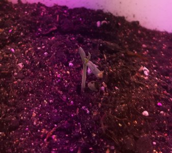 20220327_001106.jpg 20220327_001106.jpg