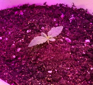 20220330_223539.jpg 20220330_223539.jpg