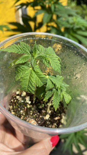 BF638A40-264A-405A-BFD1-F70DB79BD726.jpeg BF638A40-264A-405A-BFD1-F70DB79BD726.jpeg