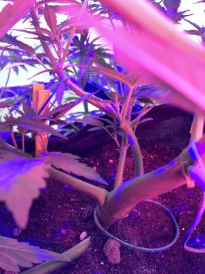 A56C9FA7-0D8C-43D1-B45B-F0D89D3A63FB.jpeg A56C9FA7-0D8C-43D1-B45B-F0D89D3A63FB.jpeg