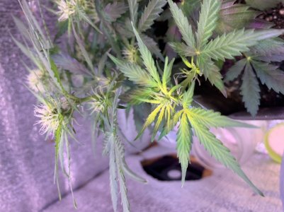 2936606F-61B2-4694-BFF0-C1F04DB76AE1.jpeg 2936606F-61B2-4694-BFF0-C1F04DB76AE1.jpeg