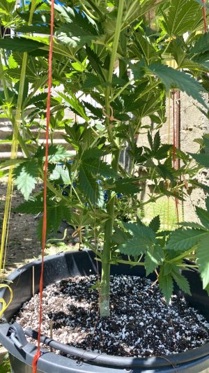 41CB74A2-86BF-42F5-9CCB-3A56228949B0.jpeg 41CB74A2-86BF-42F5-9CCB-3A56228949B0.jpeg