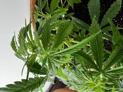 2386B3B9-0833-4CE2-8F9A-B0A2BDA7A82D.jpeg 2386B3B9-0833-4CE2-8F9A-B0A2BDA7A82D.jpeg