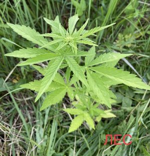 03.07.22лес.jpeg 03.07.22лес.jpeg